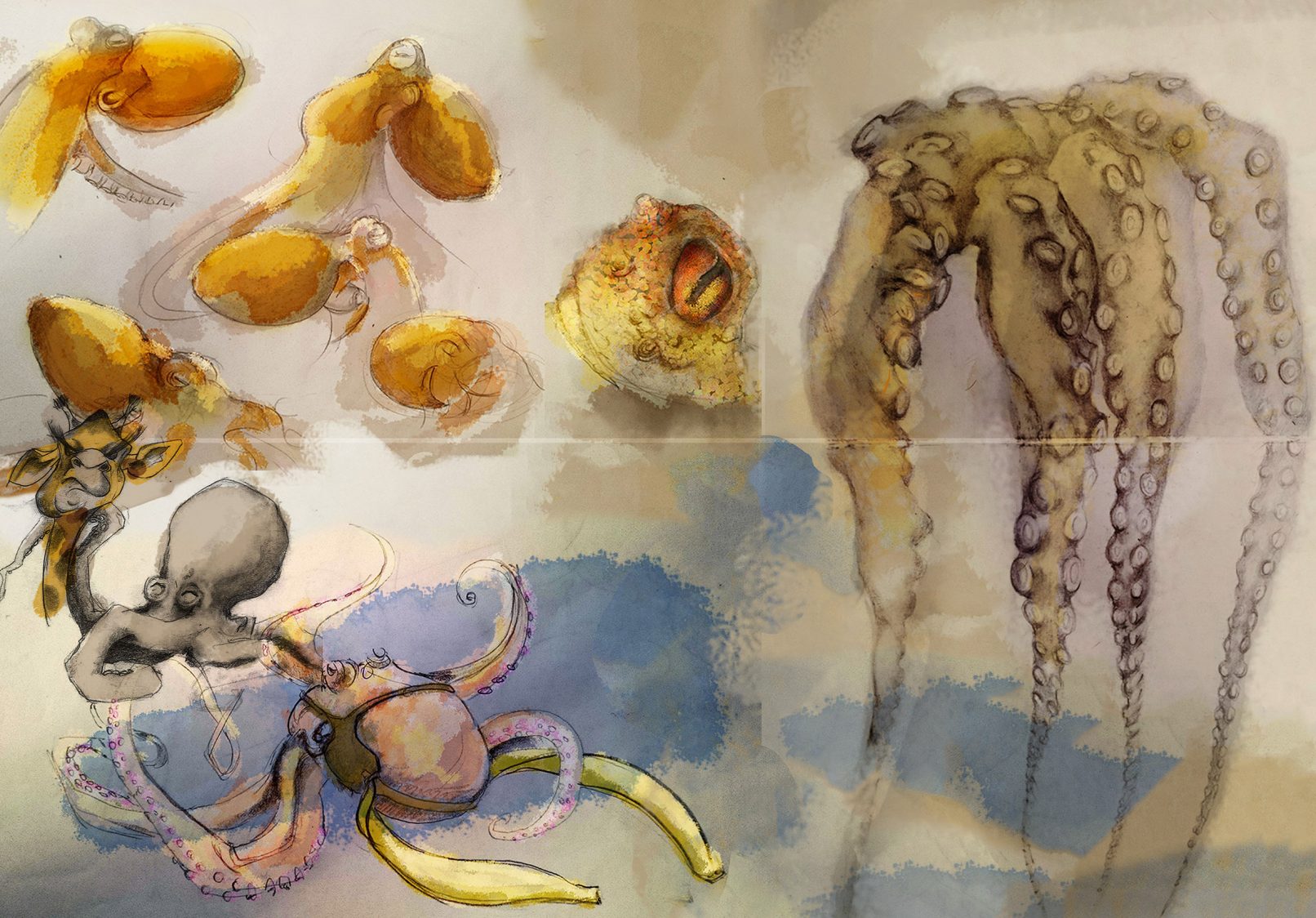 octopus-study_1